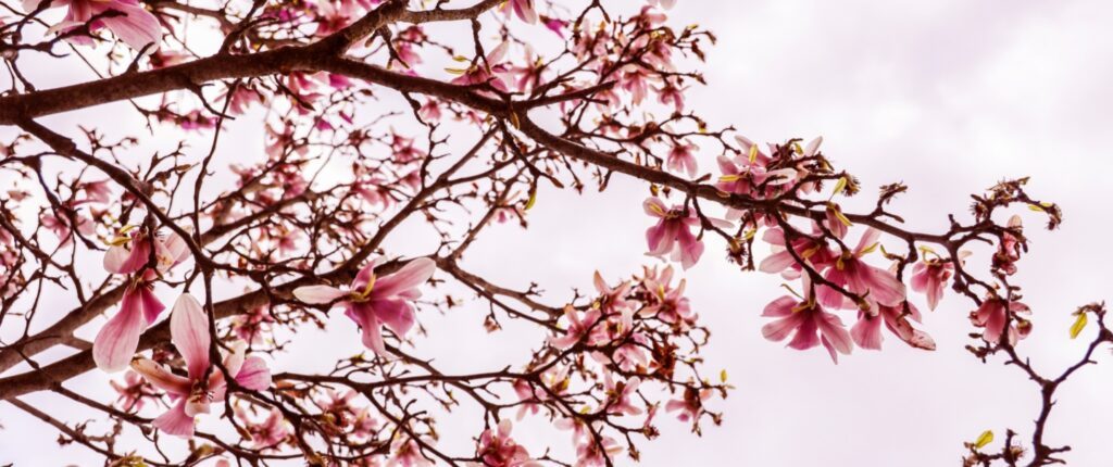 fleurs magnolia